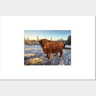 Scottish Highland Cattle Cow 2221 Posters and Art